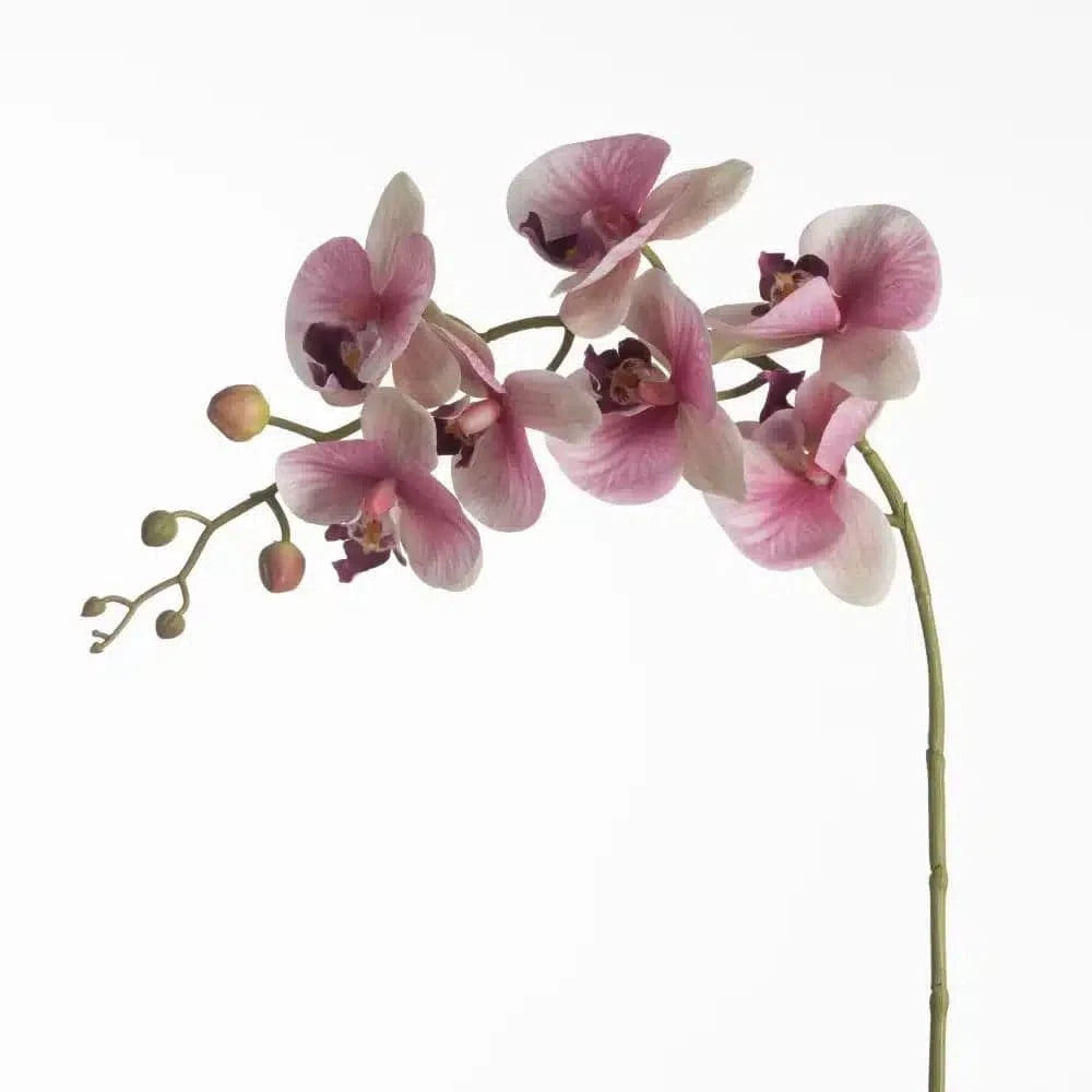 Phalaenopsis - Pink