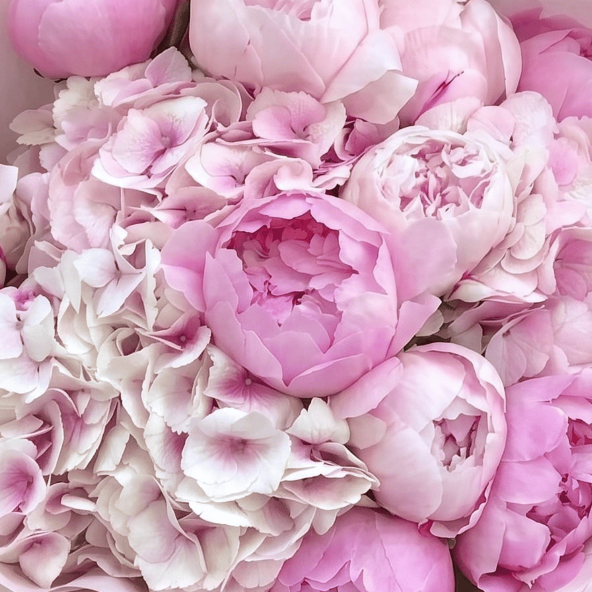 Pink Peony Princess