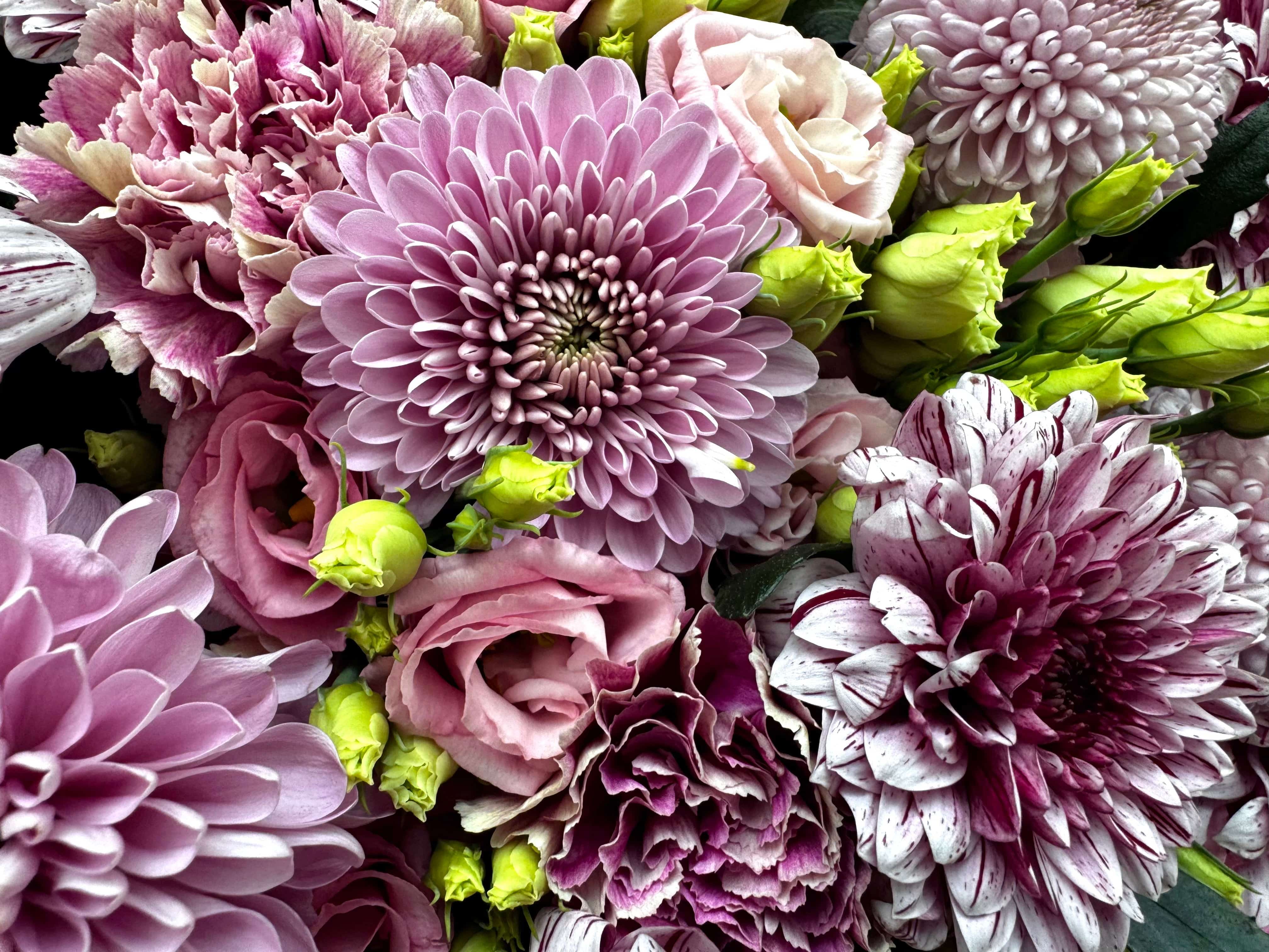 Pink Spring Garden lifestyle Daily Flowers Amsterdam