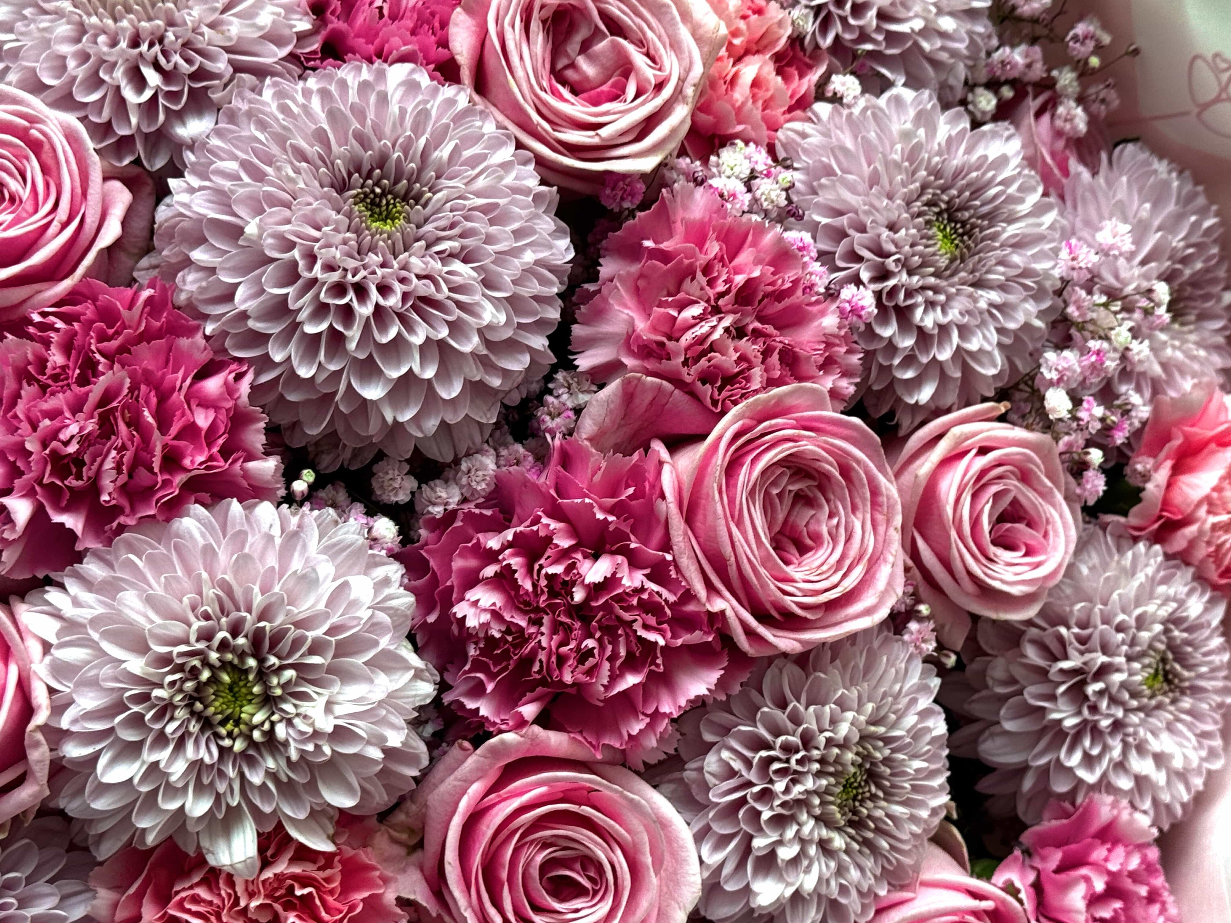 Posh Pink Party - TikTok Favorieten