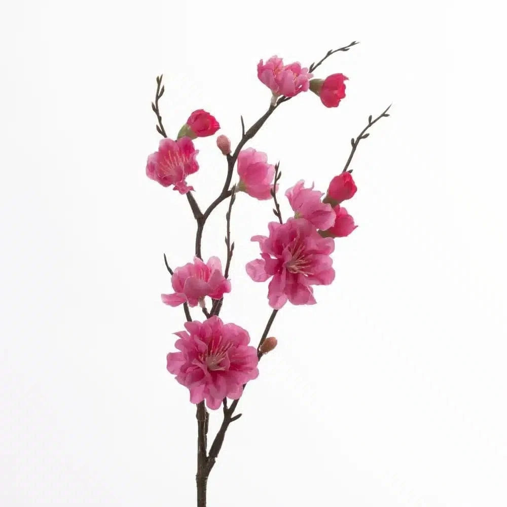 Prunus Pick - pink