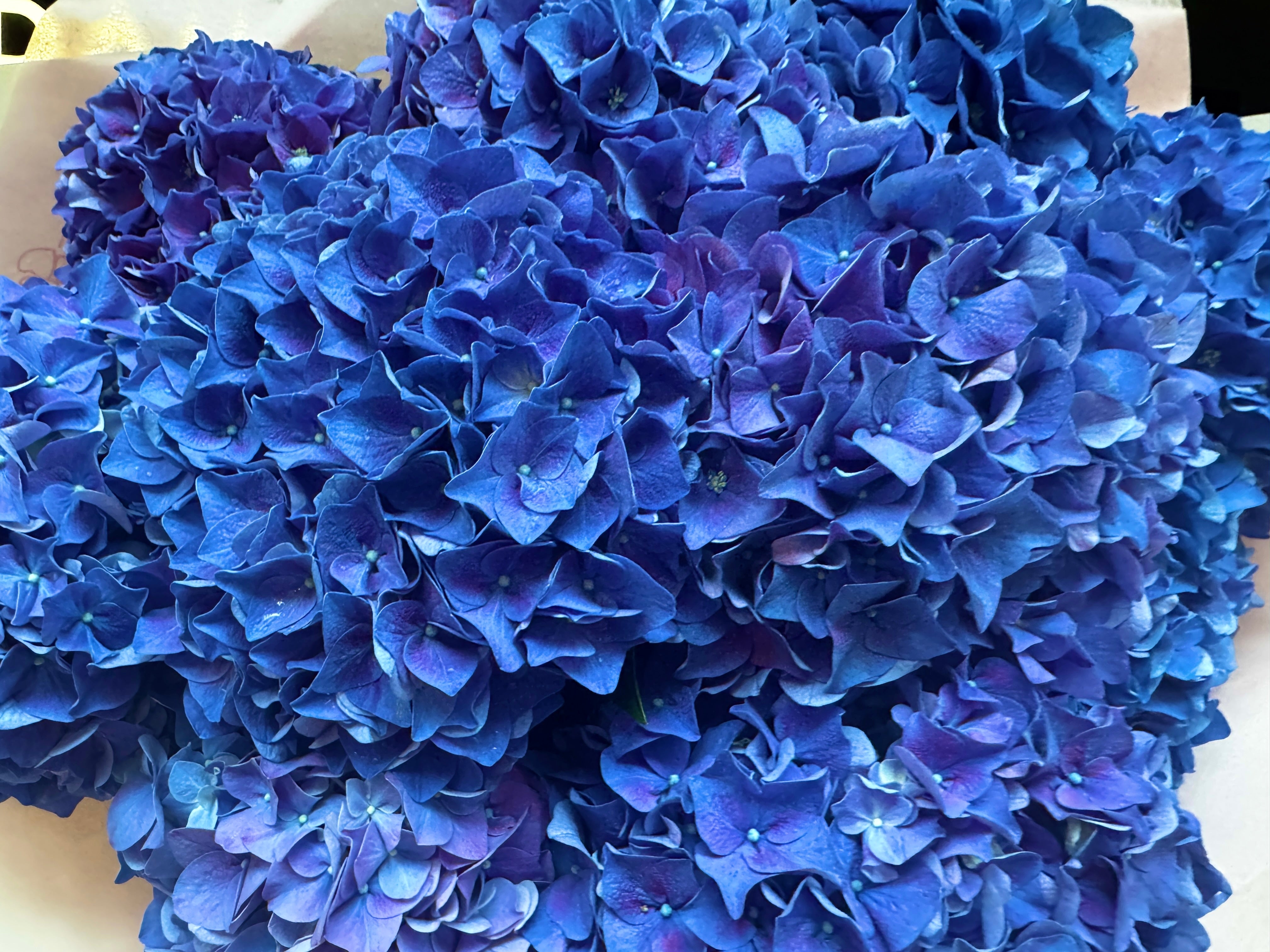 Choose your amount – Purple Hydrangea - Rodeo