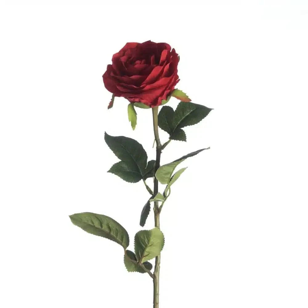 Rose – Red