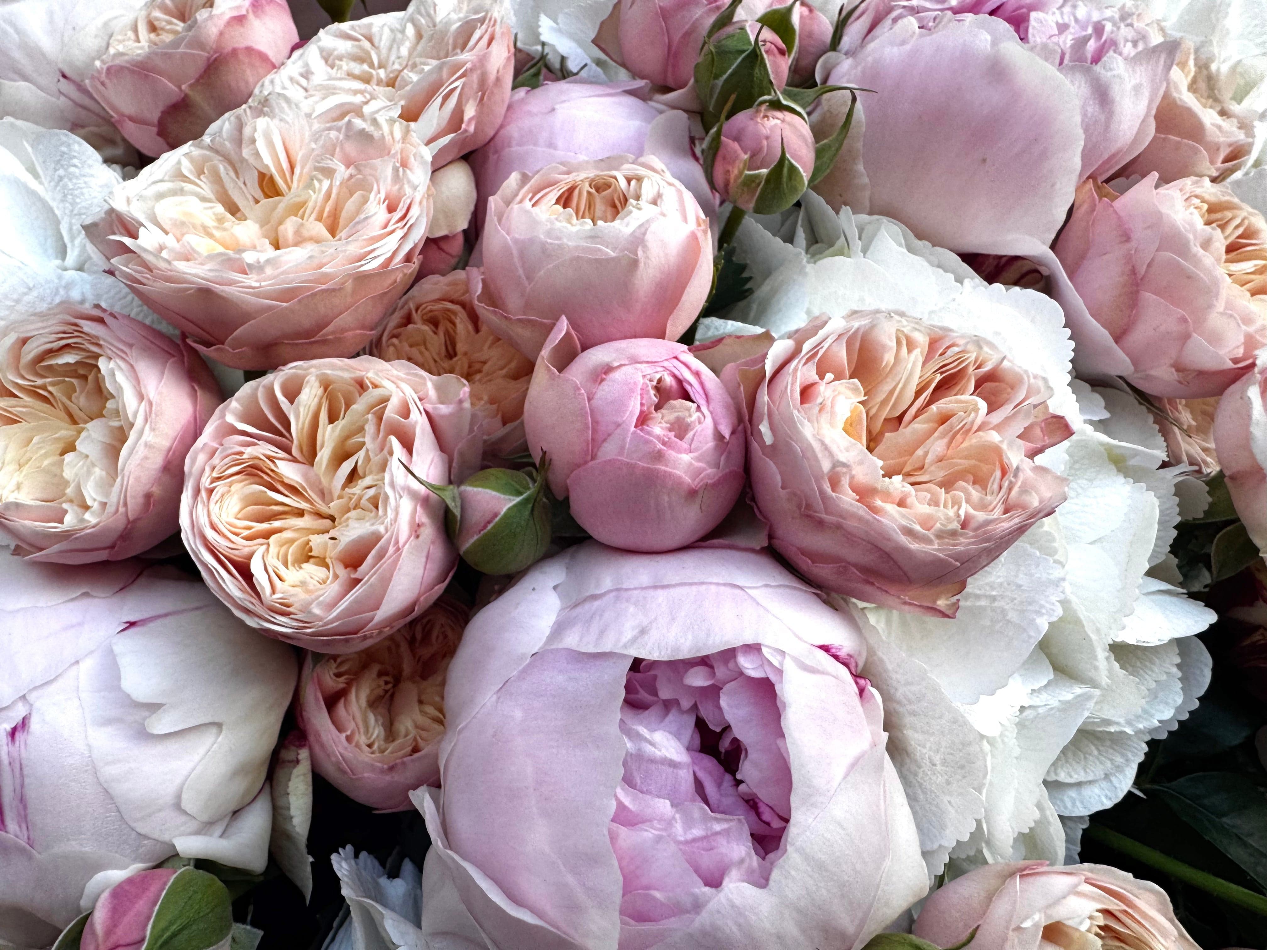 Royal Peony Blush