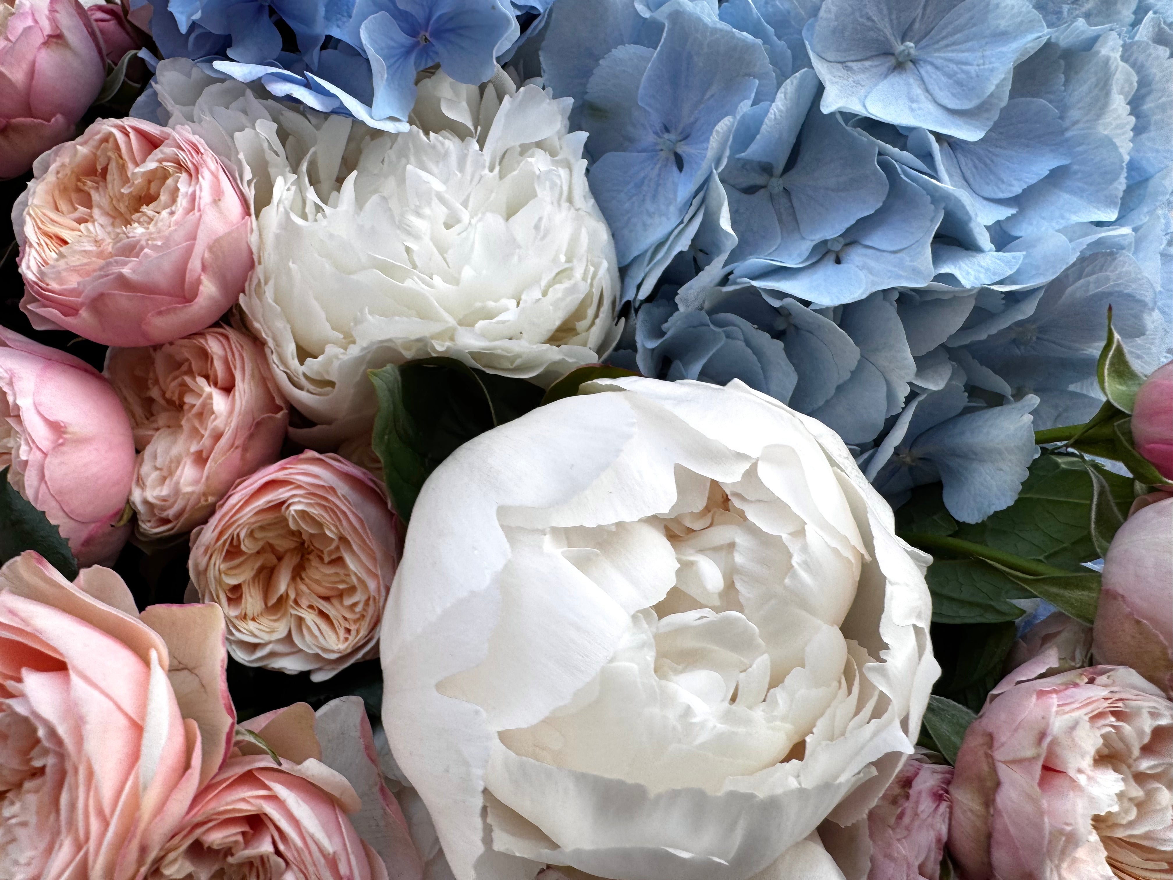 Royal blue peony blush - TikTok favorites