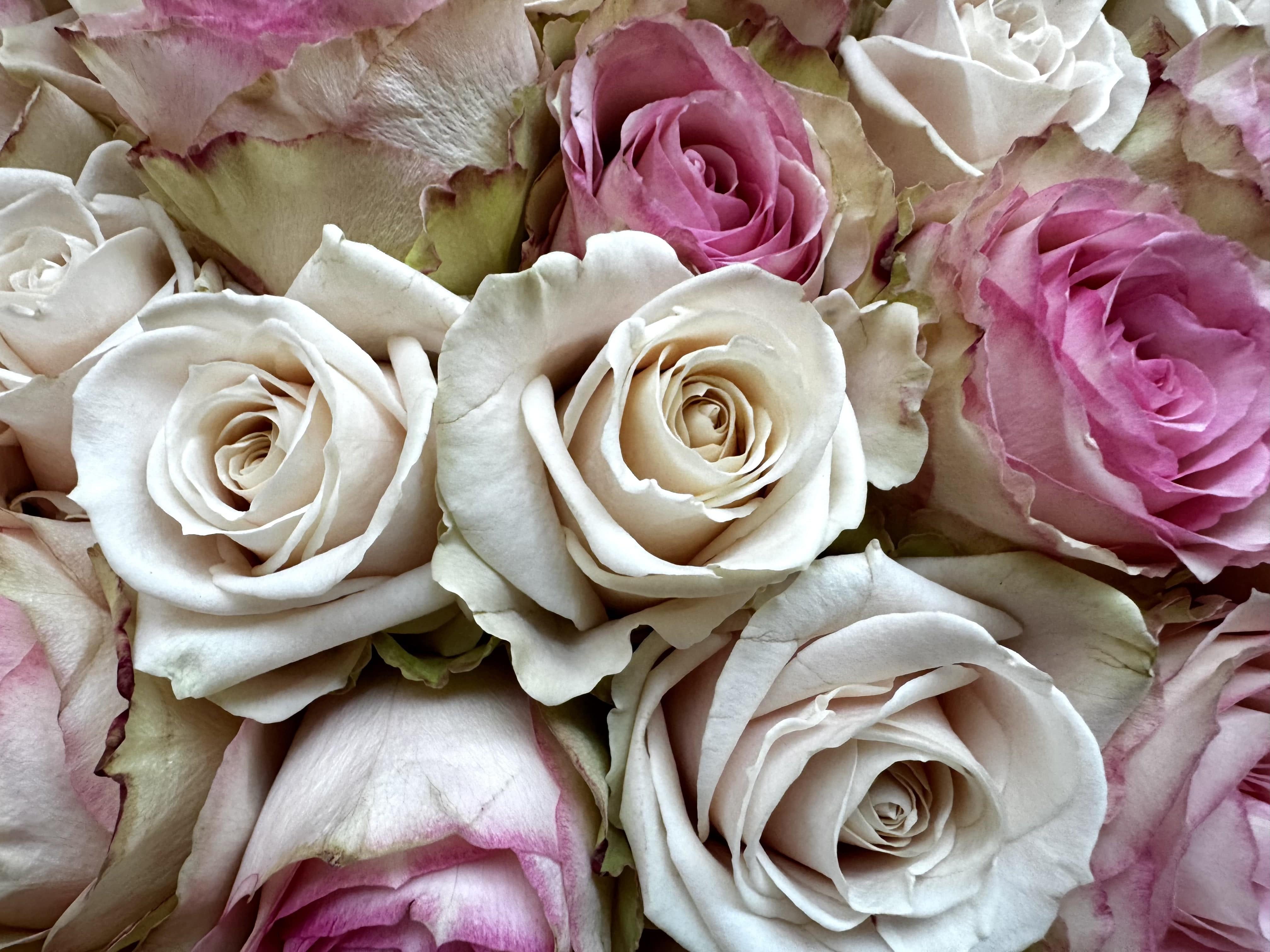 Sweet Rose Romance - TikTok Favorites