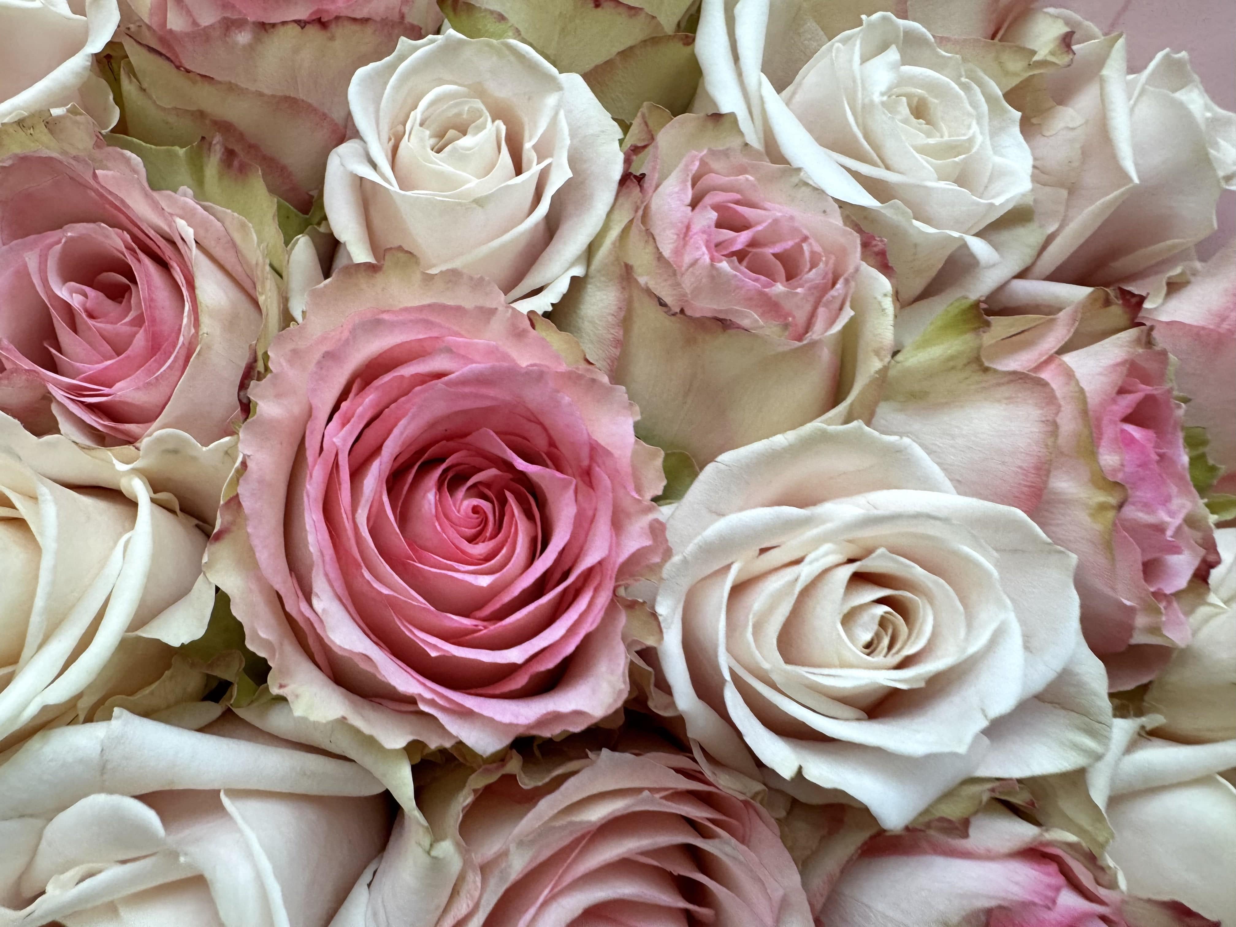 Sweet Rose Romance - TikTok Favorites