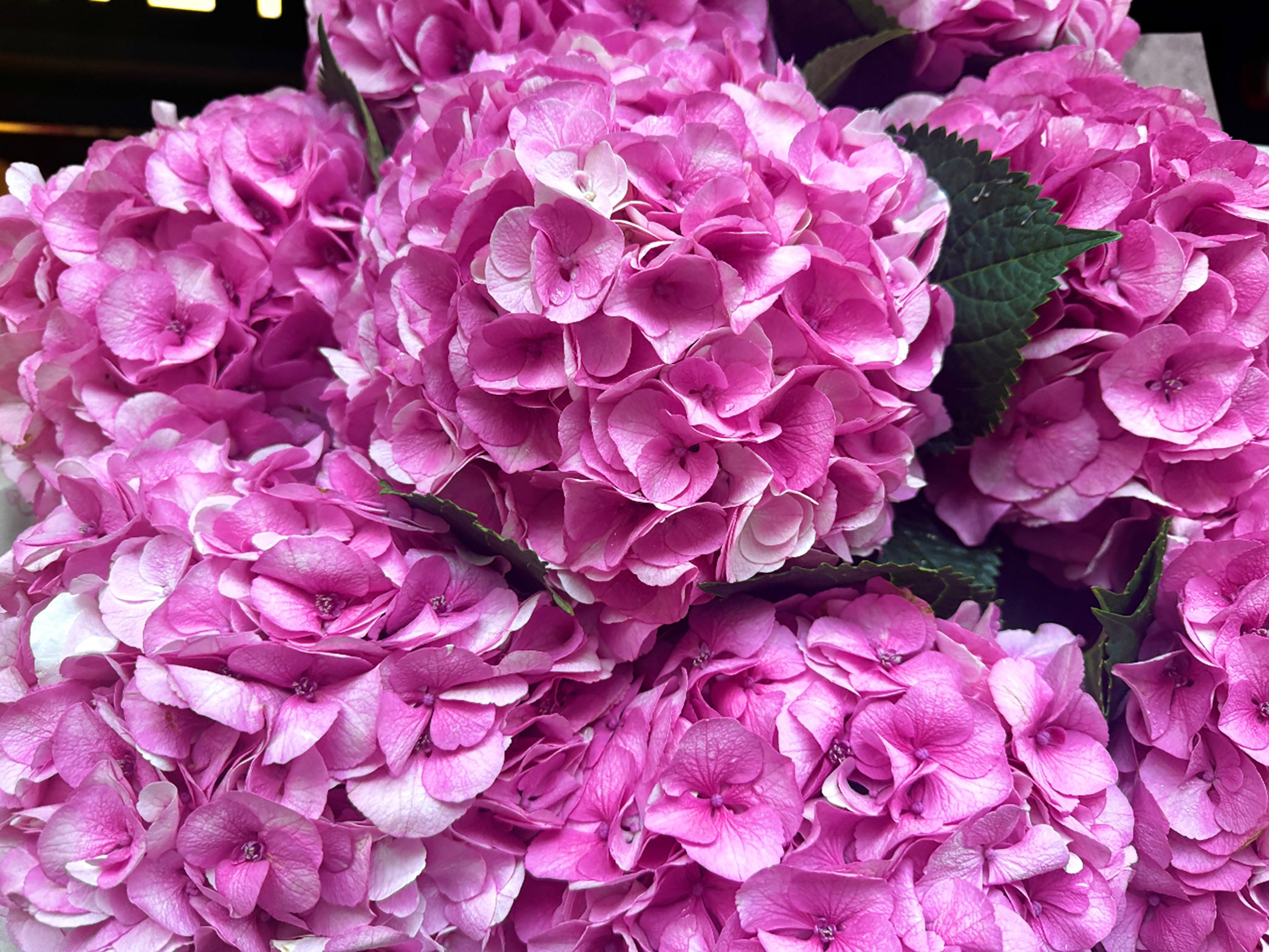 Kies je hoeveelheid - Roze Hydrangea's - Vienna