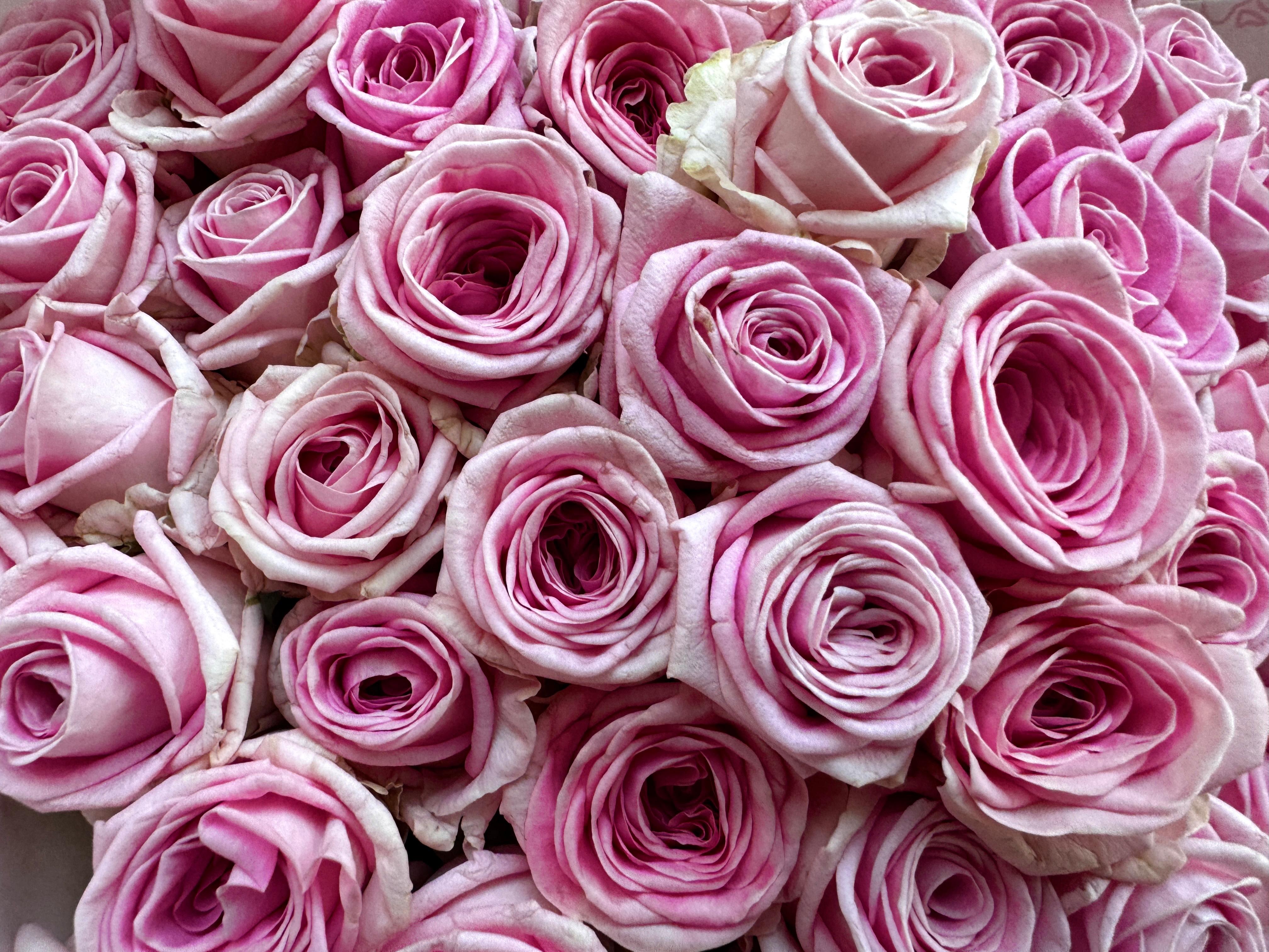 Kies je hoeveelheid - Roze Rozen - Zaina!