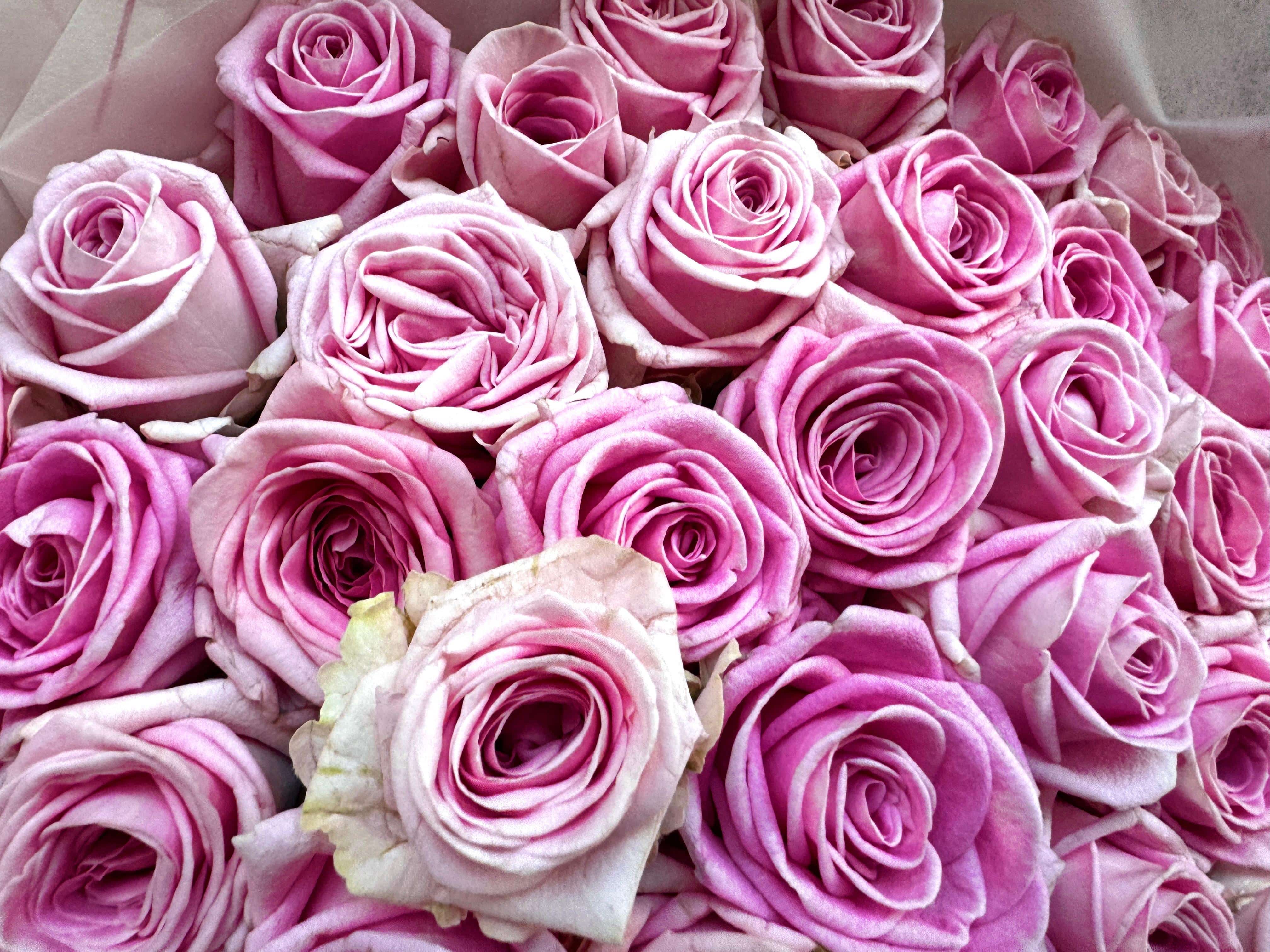 Pink roses Zaina bouquet Daily Flowers Amsterdam