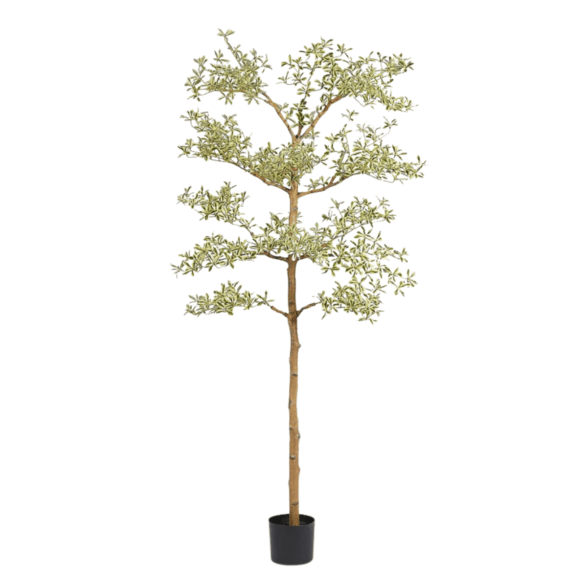 Artificial Bucida Buceras tree plant