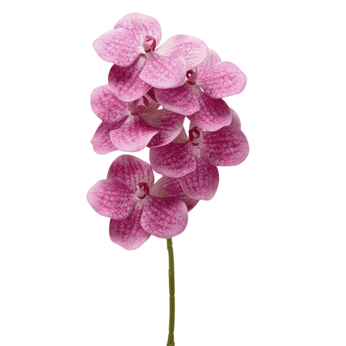 Artificial Vanda orchid stem product shot