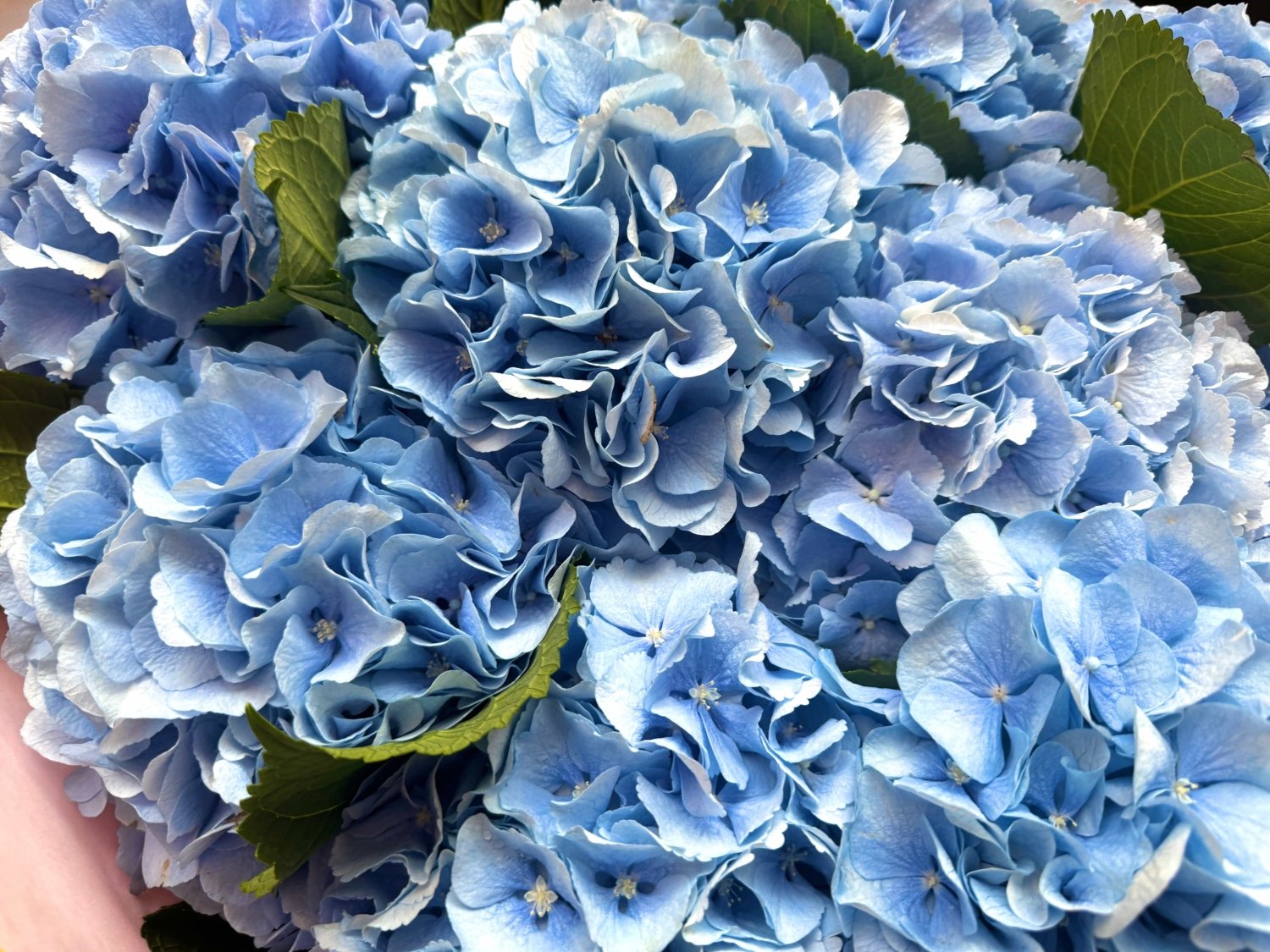 Light blue hydrangea Verena Blue close-up Daily Flowers Amsterdam