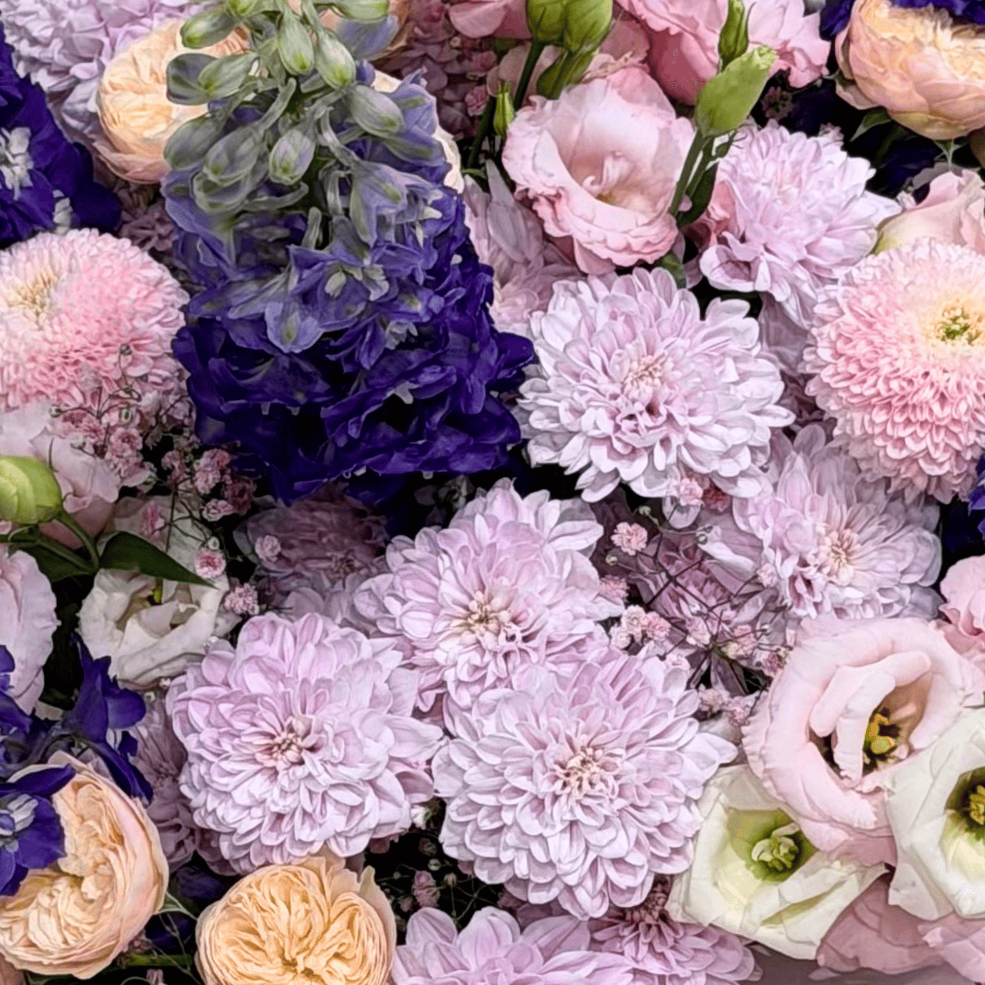 Blushing fairytale