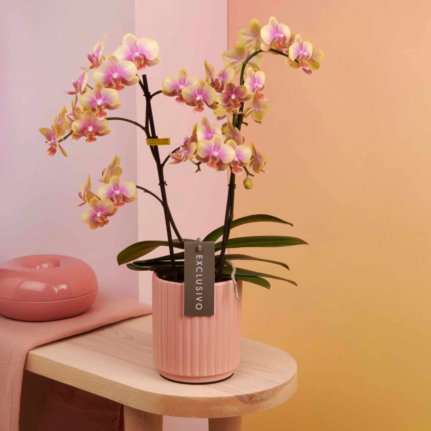 Colored orchid Belle Helene Daily Flowers