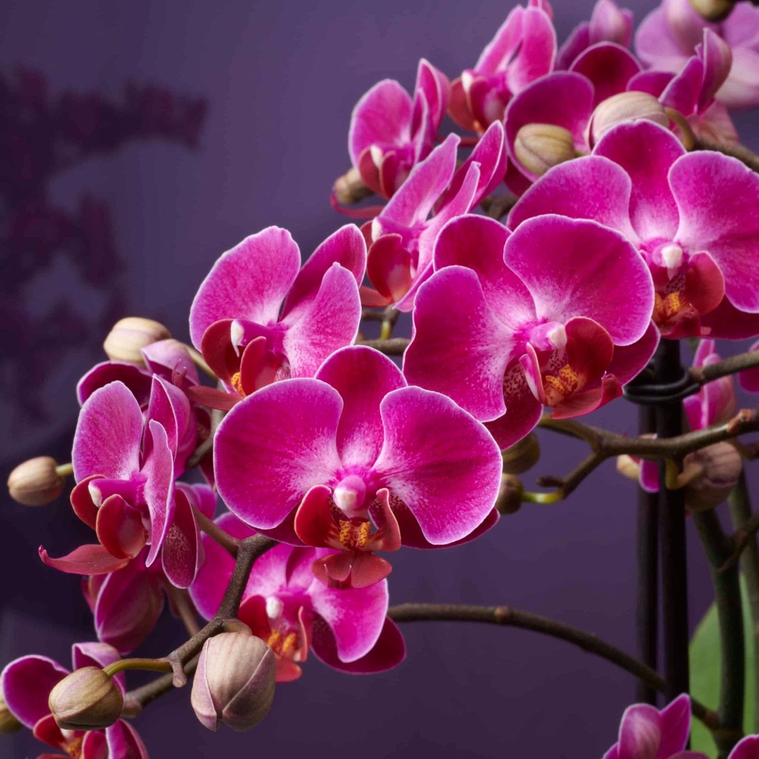 Colored Orchid, Bellisssimo Amore bouquet by Daily Flowers