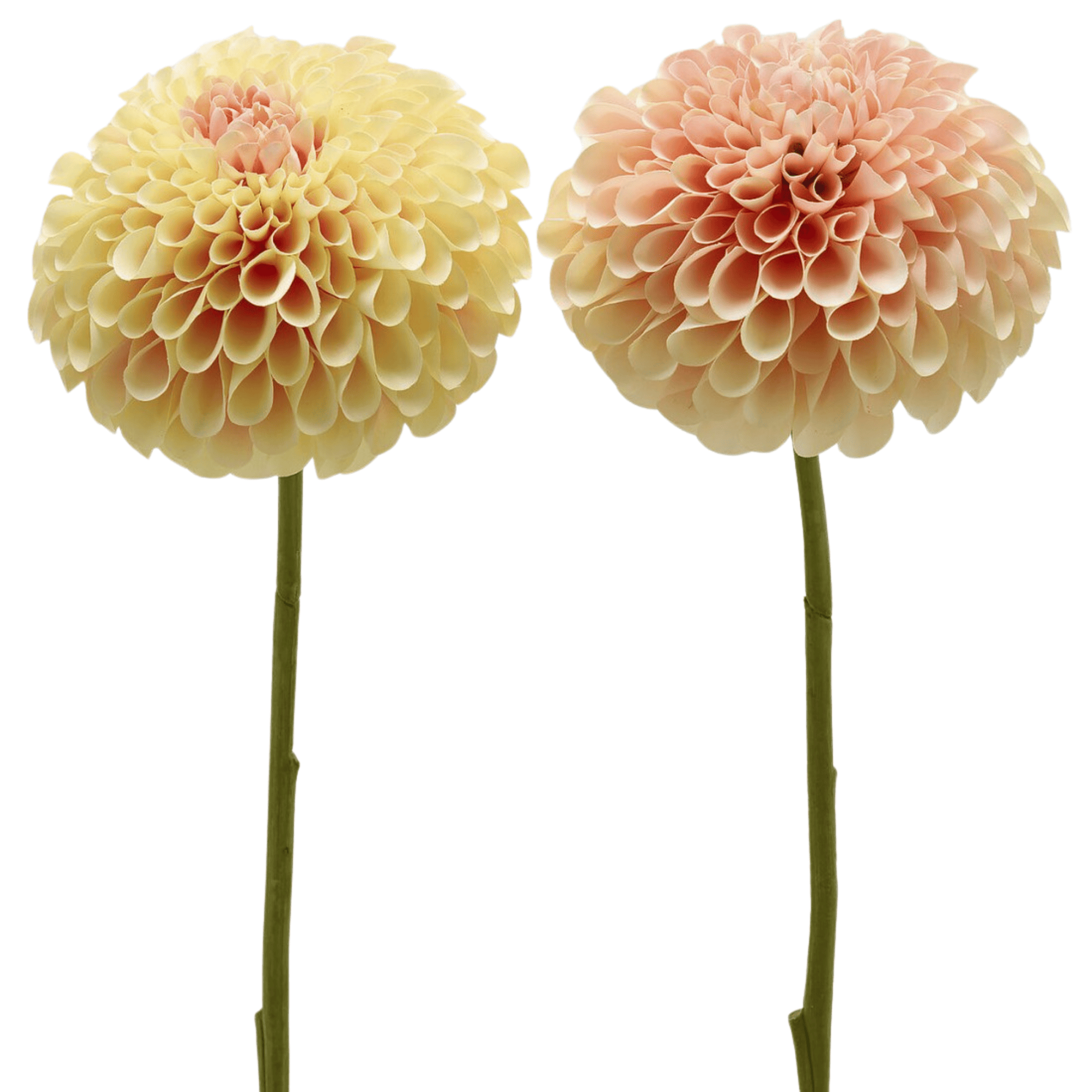 Artificial Jumbo Dahlia - Cream and Blush