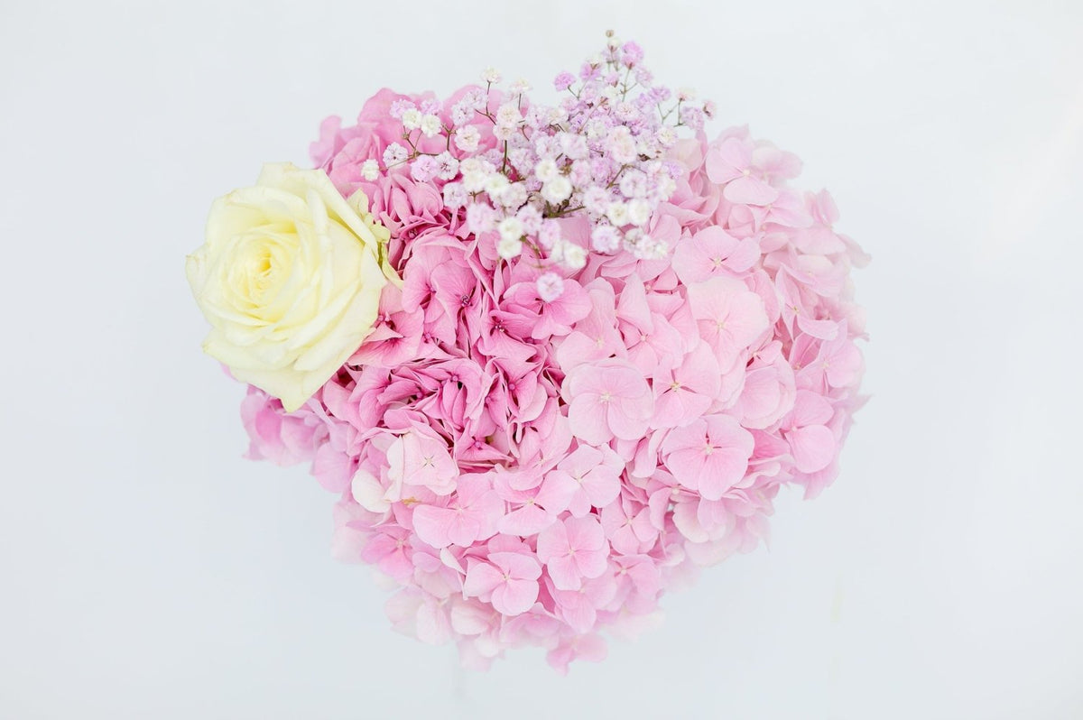Hydrangea Pink Elegance flowers in a box Daily Flowers Amsterdam