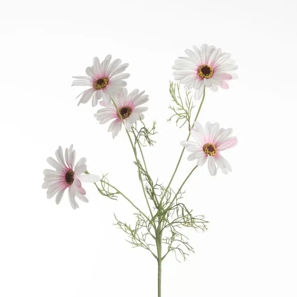 Leucanthemum pink close-up Daily Flowers