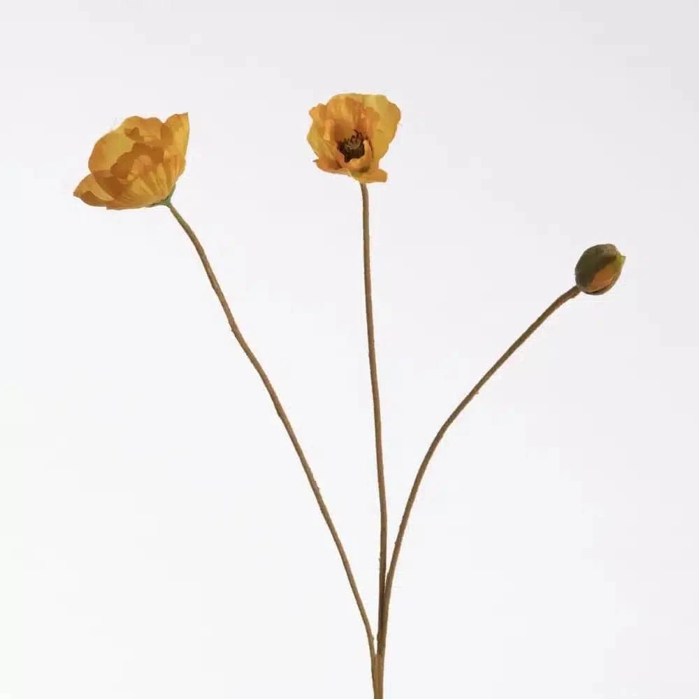 Poppy yellow close-up Daily Flowers