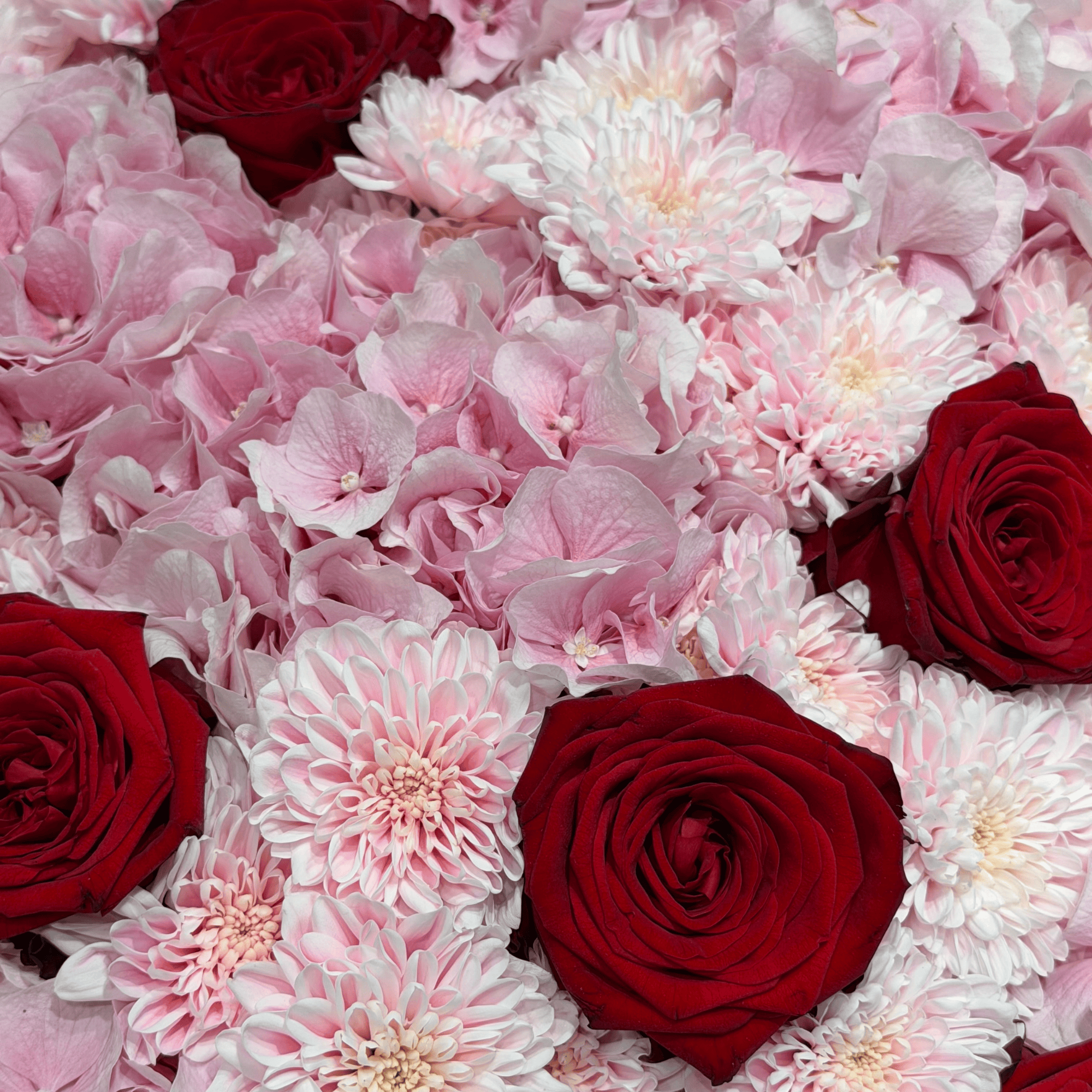 Red Romance Dream