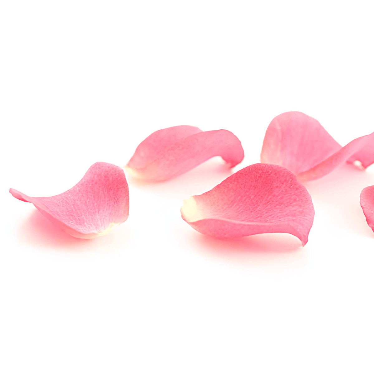 Rose petals at Daily Flowers