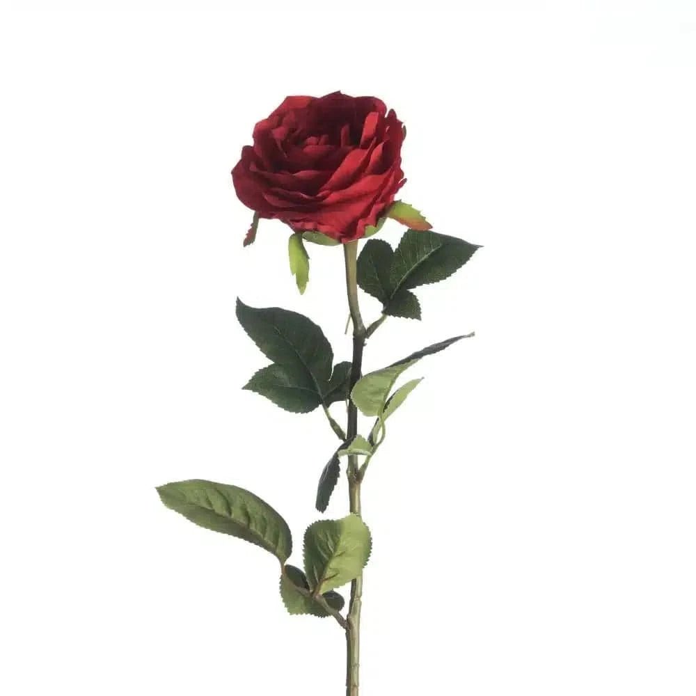 Red rose stem close-up Daily Flowers