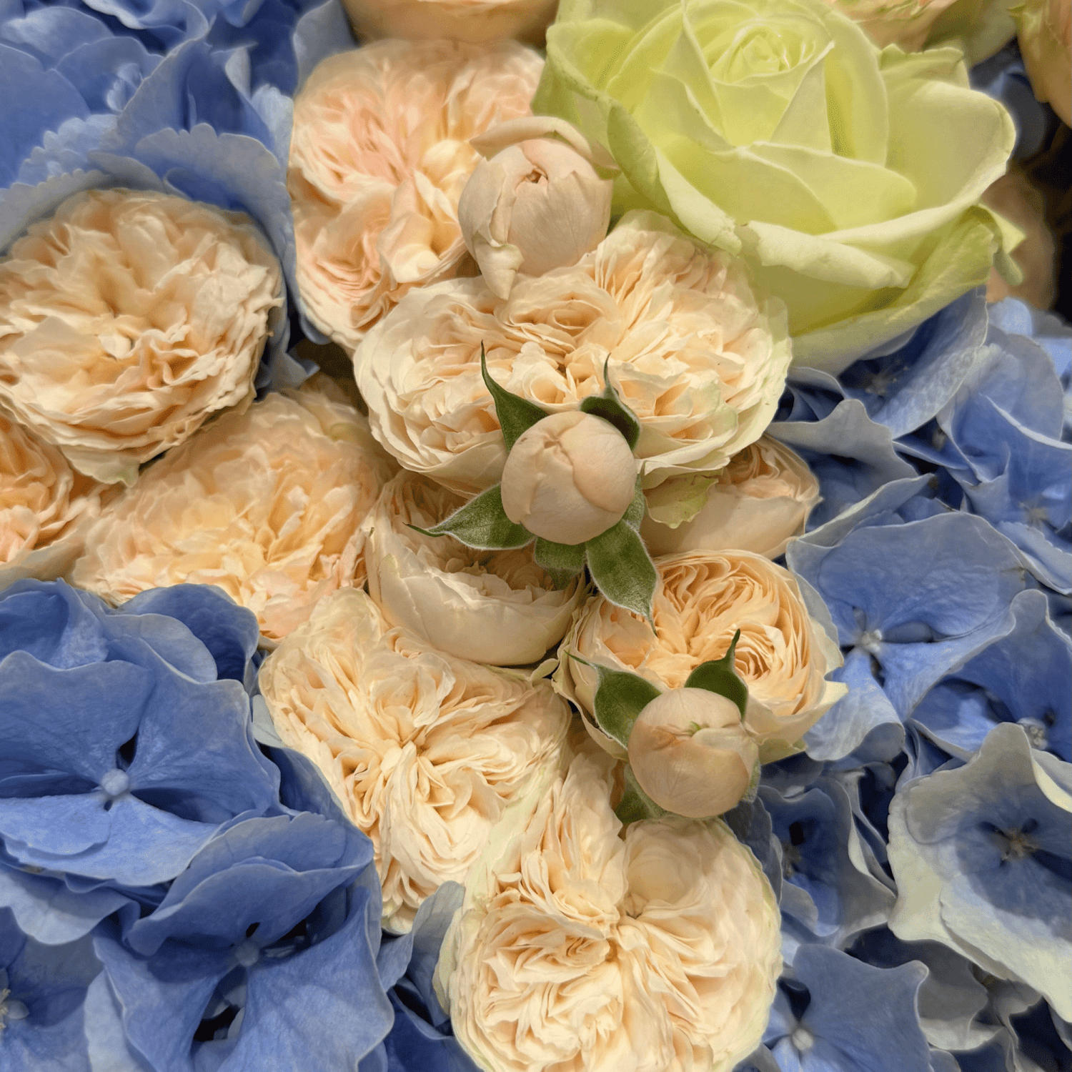Royal Blue Blush bouquet with roses and hydrangea by Daily Flowers