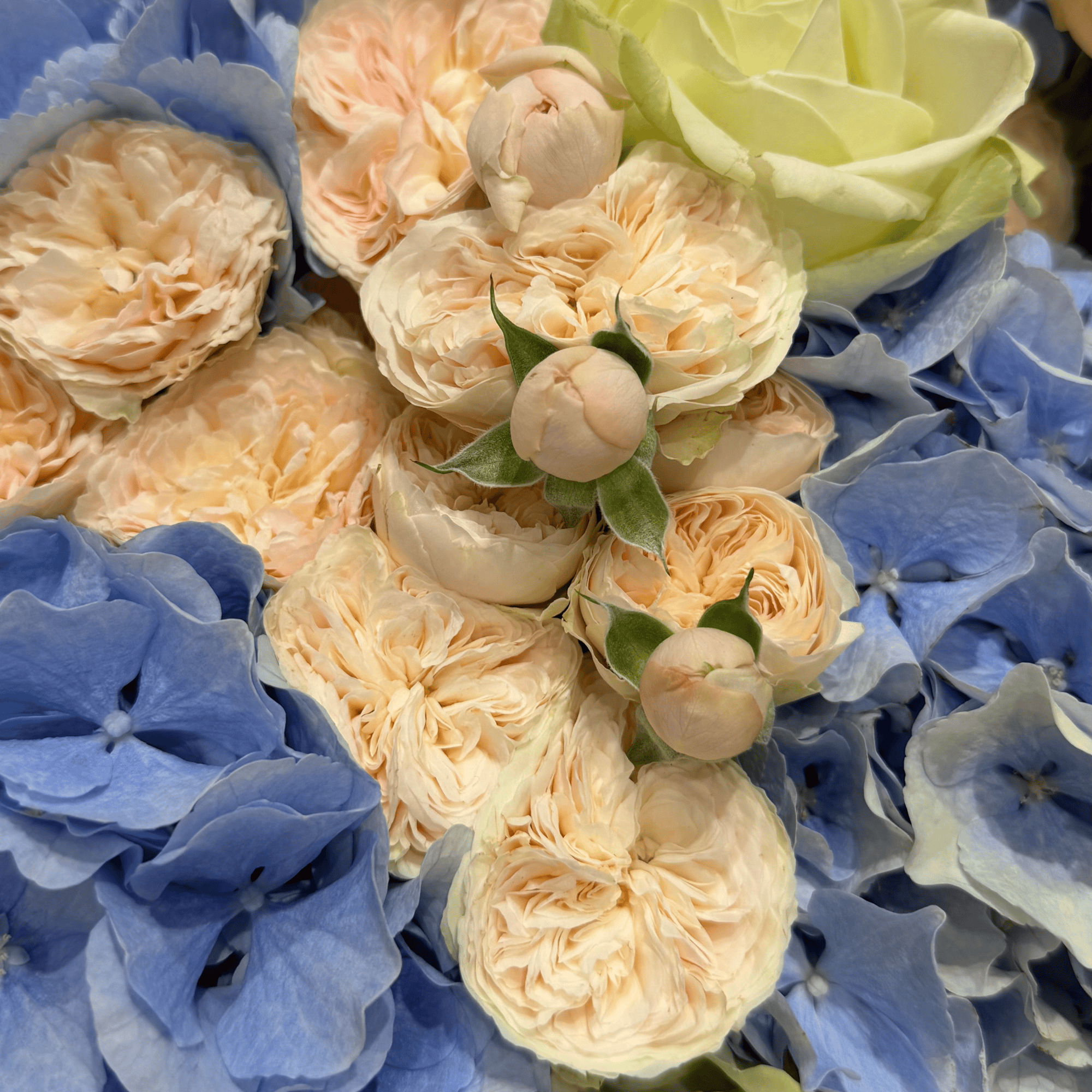 Royal Blue Blush