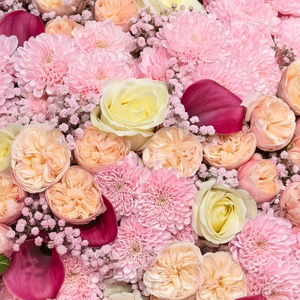 White Blush Romance bouquet, close-up: Royal Blush garden roses, white roses, dark pink callas, pink chrysanthemums and pink gypsophila, by Daily Flowers