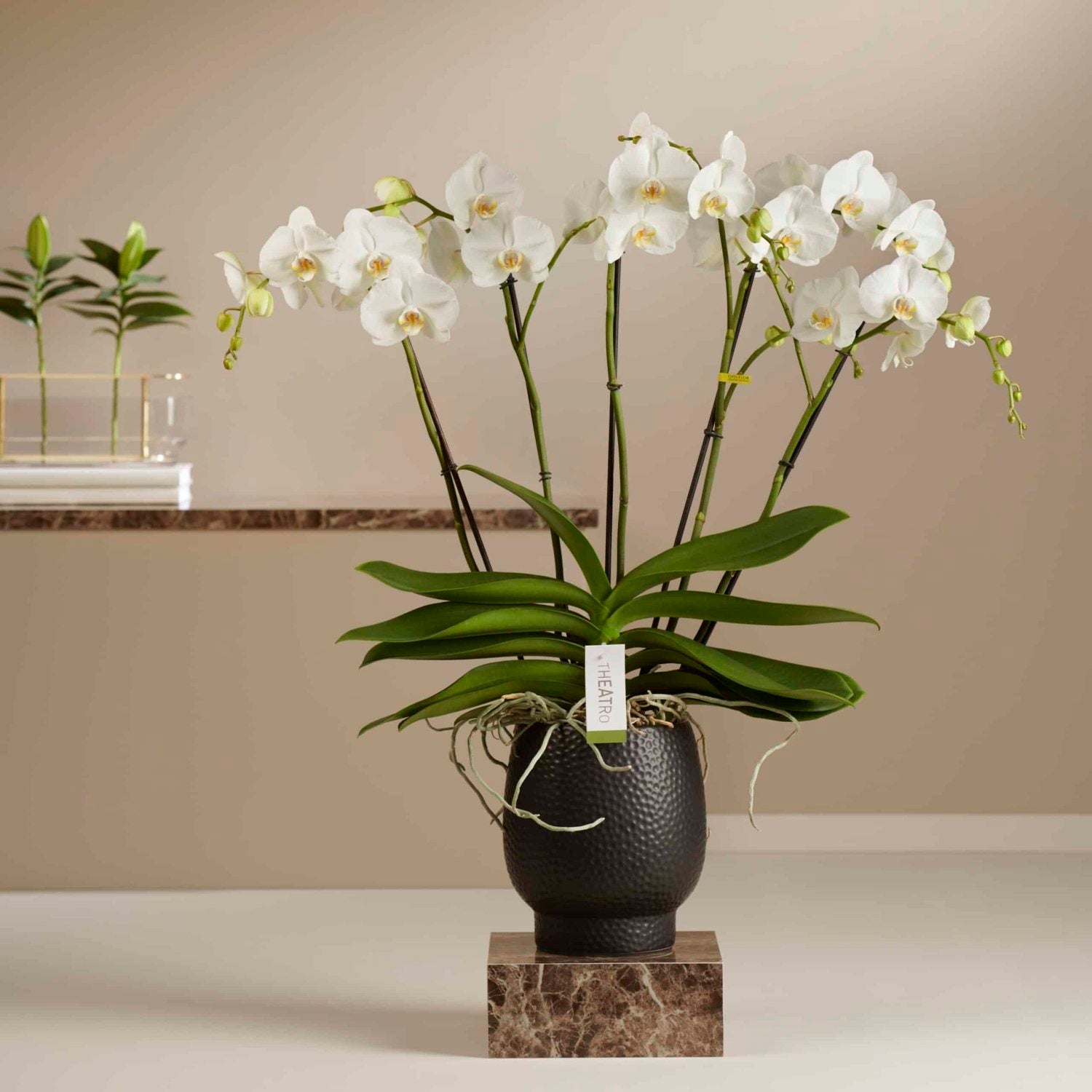 White orchid Theatro plant Daily Flowers