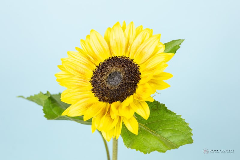 Autumn flowers Sunflower