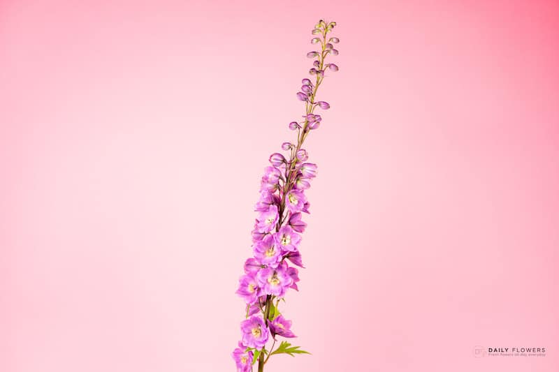 Lilac Delphinium flower