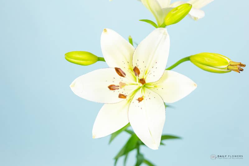 White lily flower