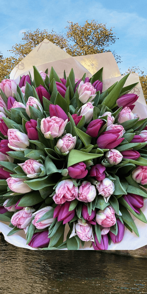 Dutch tulips