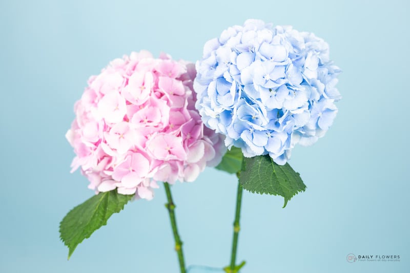 Hydrangea flower