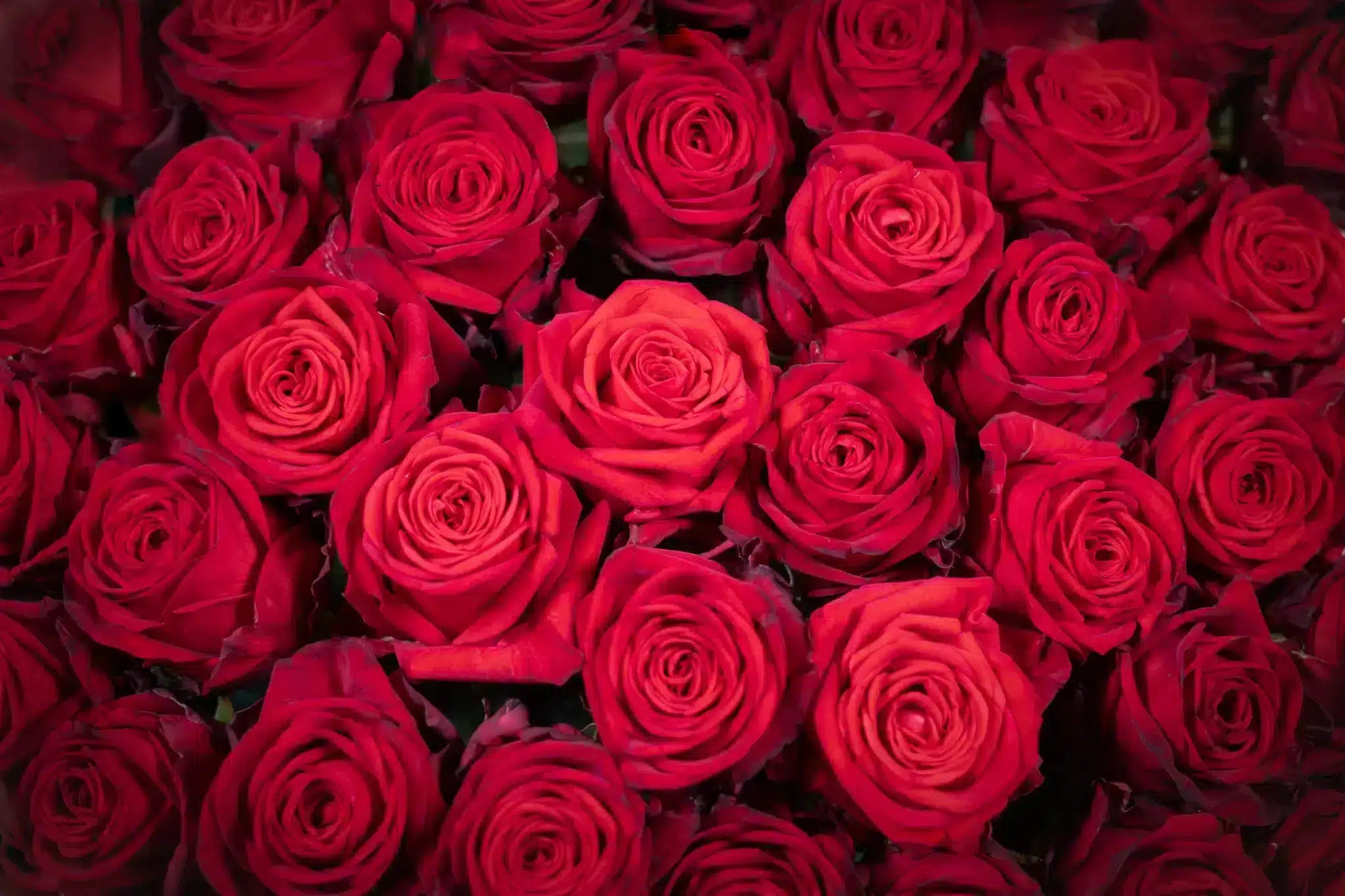 Red roses