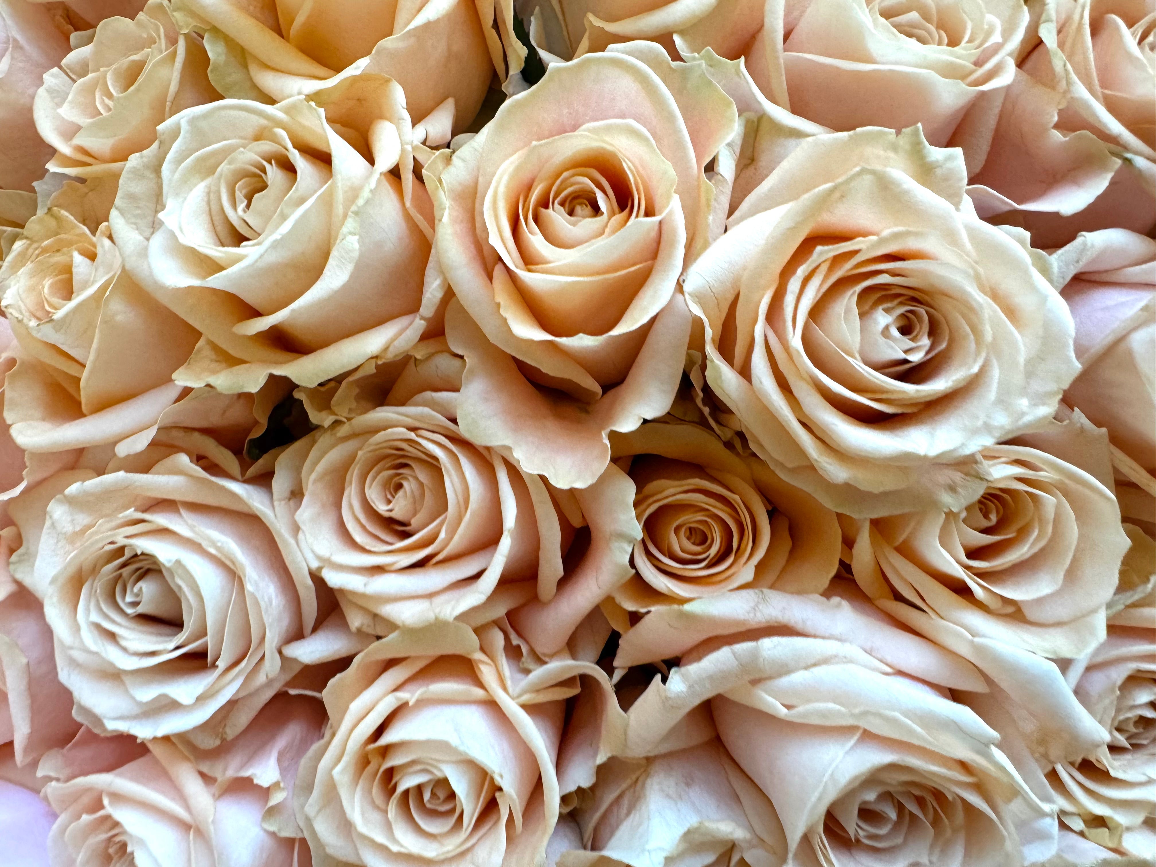 Choose your amount - Peach avalanche roses