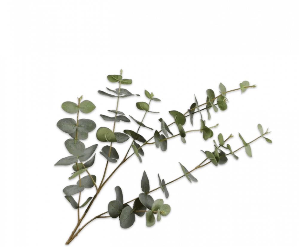 Silk Eucalyptus