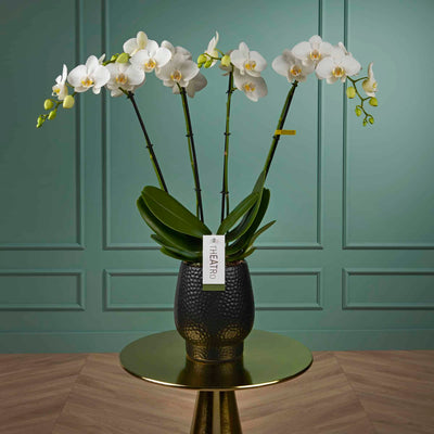 White orchid Theatro Jazz Daily Flowers