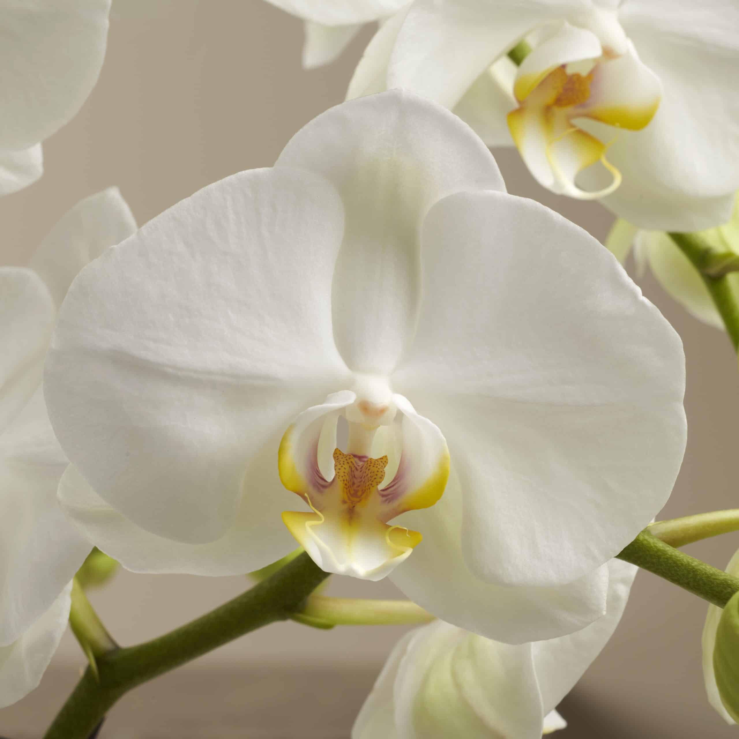 White Orchid - Theatro - Vase Included