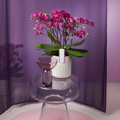 Gekleurde Orchidee - Bellissimo Amore