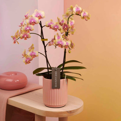 Colored orchid Belle Helene Daily Flowers