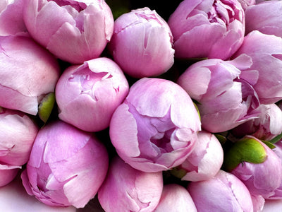 Choose your amount - Peony - Angel Cheeks