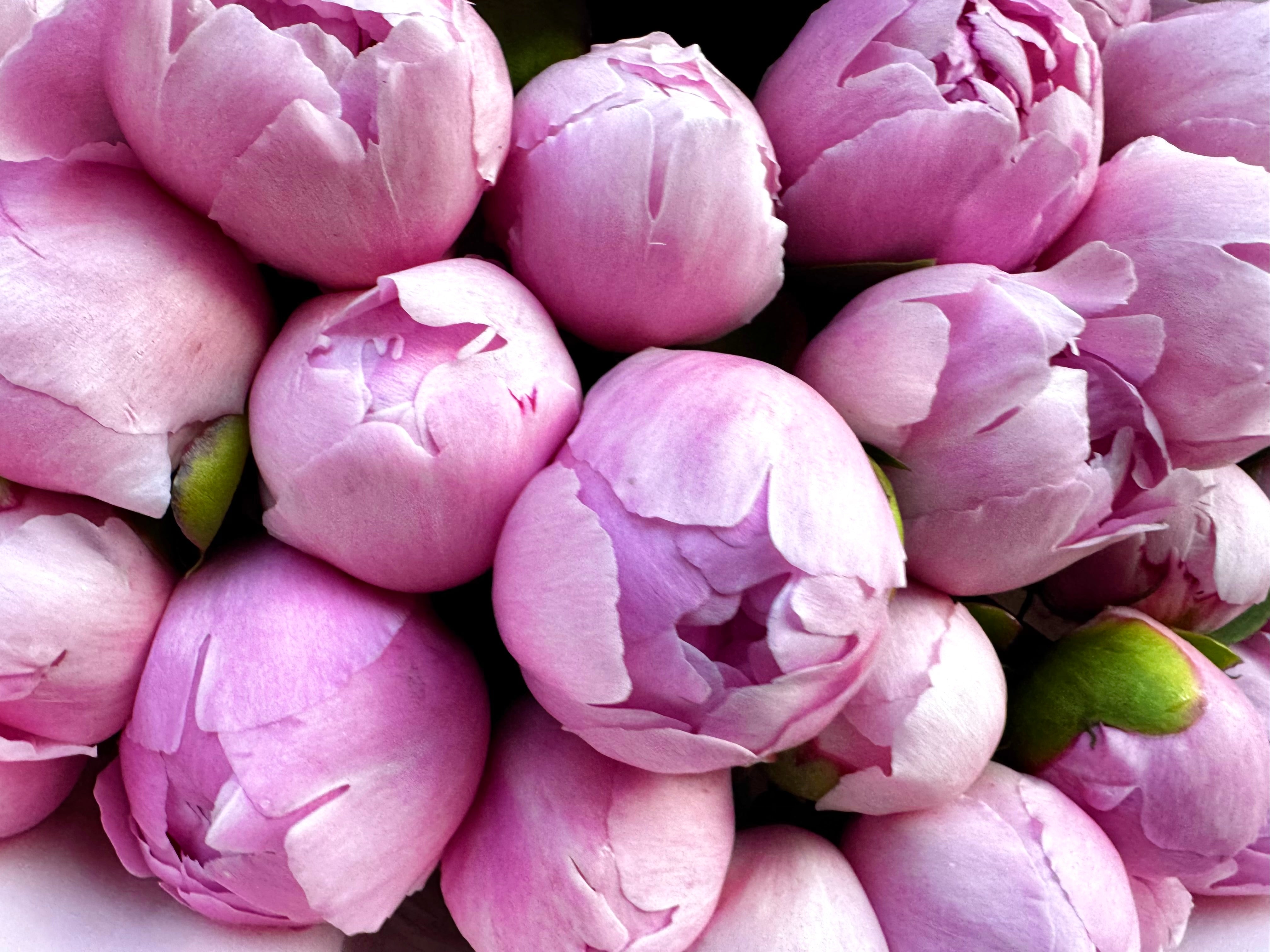 Choose your amount - Peony - Angel Cheeks