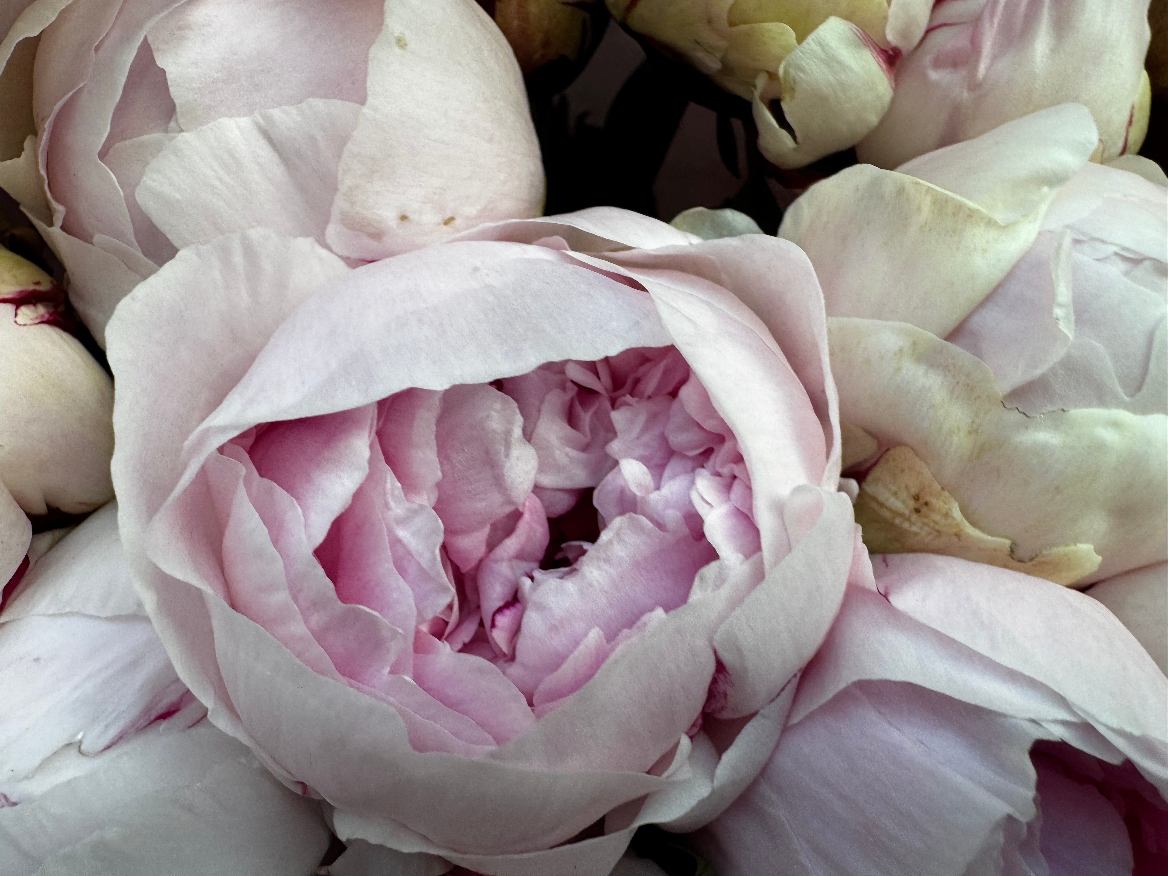 Choose your amount - Peony - Reine Hortense
