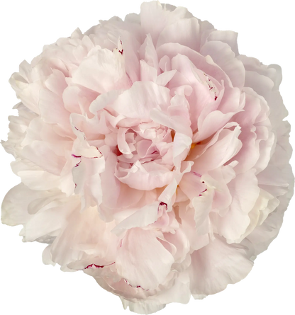 Choose your amount - Peony - Reine Hortense