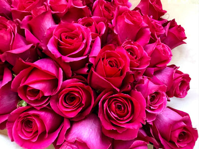 Pink Floyd roses close-up Daily Flowers