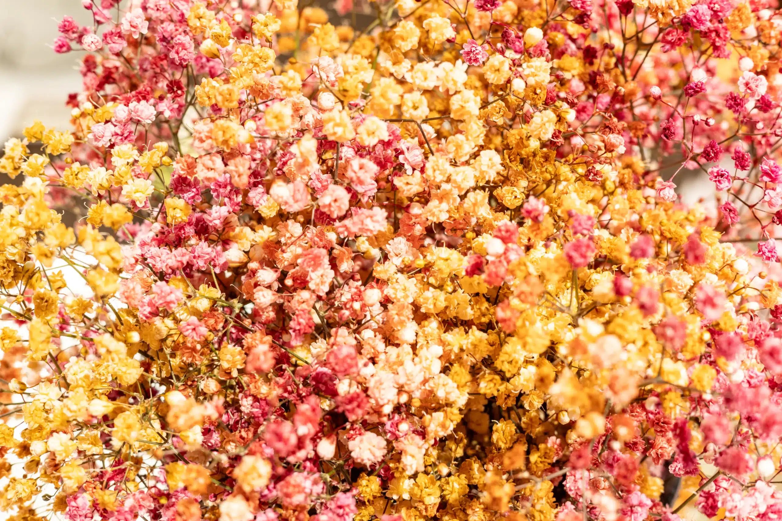 Flowers in a box - Autumn baby's breath