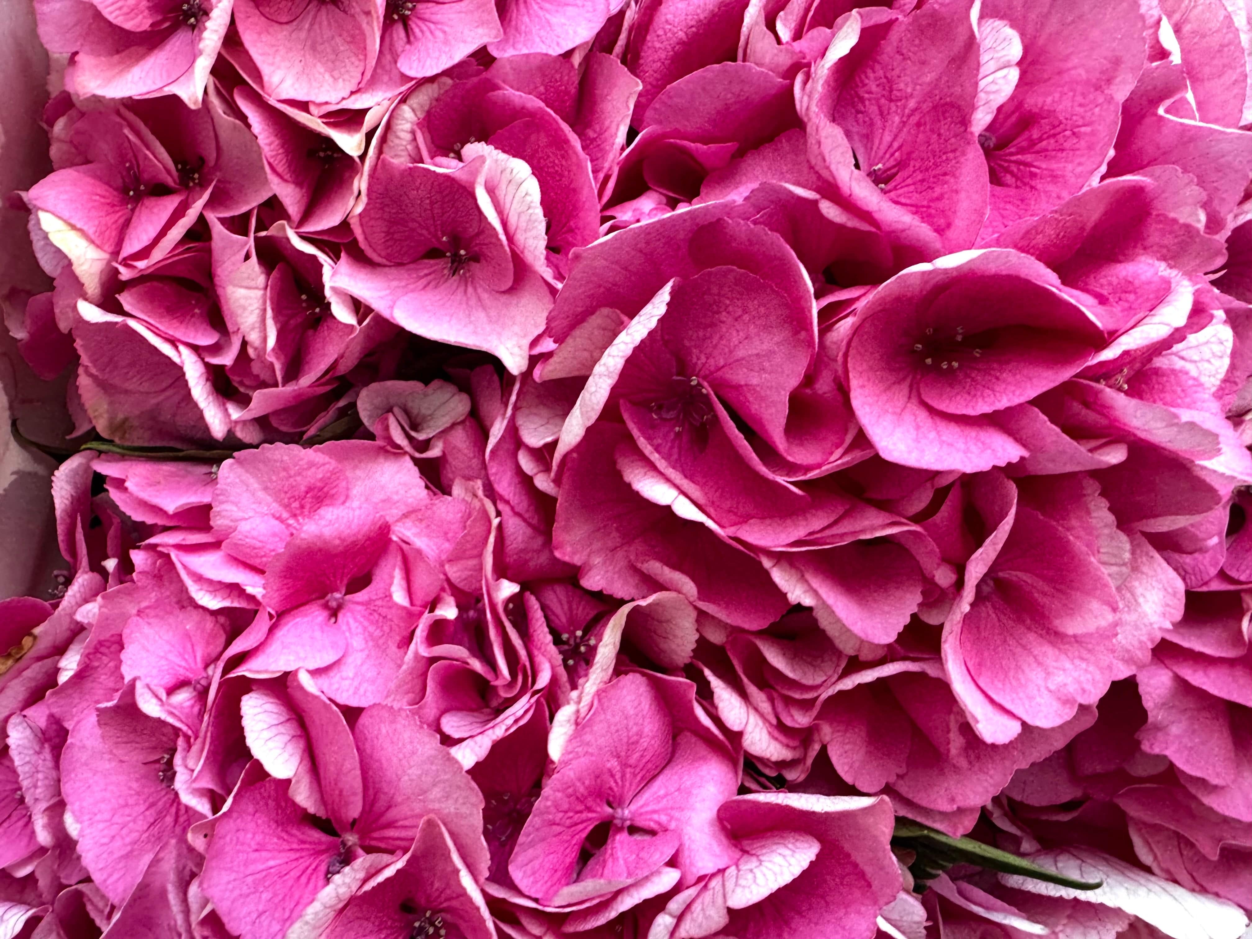 Kies je hoeveelheid - Roze Hydrangea - Royal love